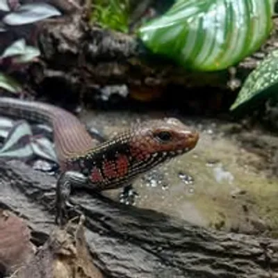 An image of a African Fire Skink