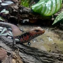 An image of a African Fire Skink