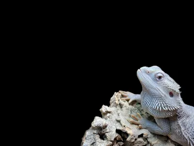 A bearded dragon