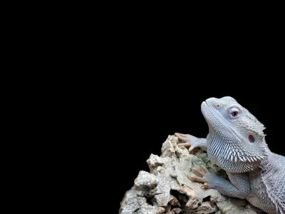 A bearded dragon