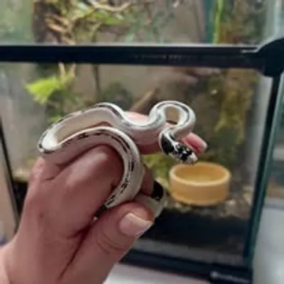 An image of a Cali King