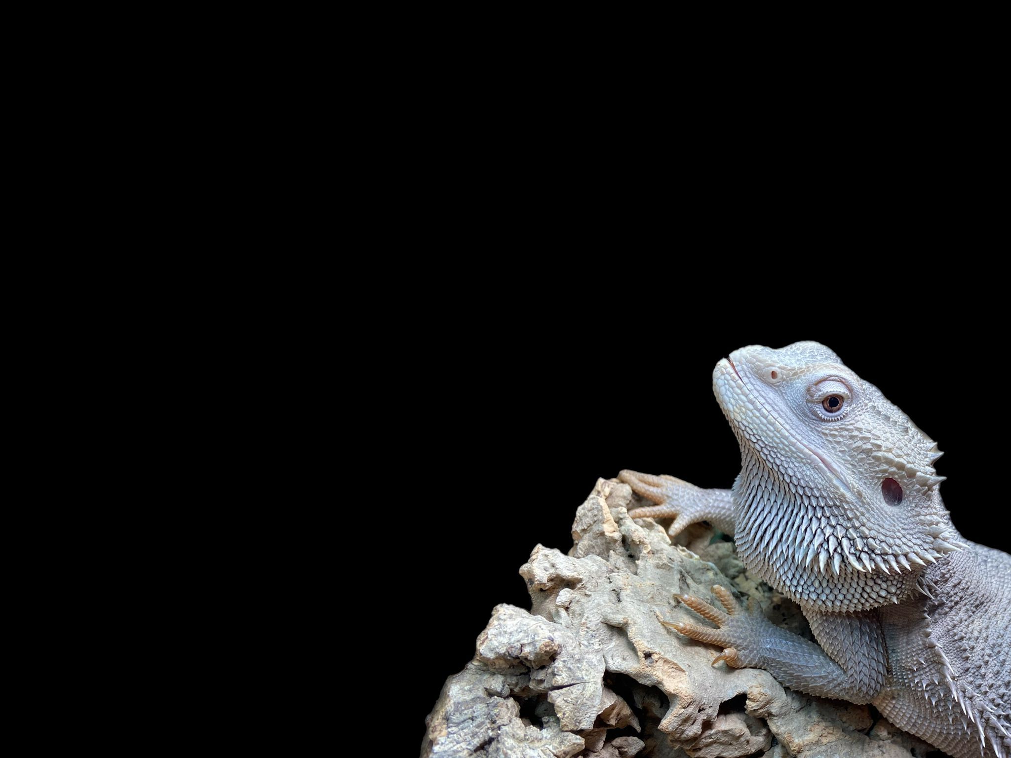 A bearded dragon