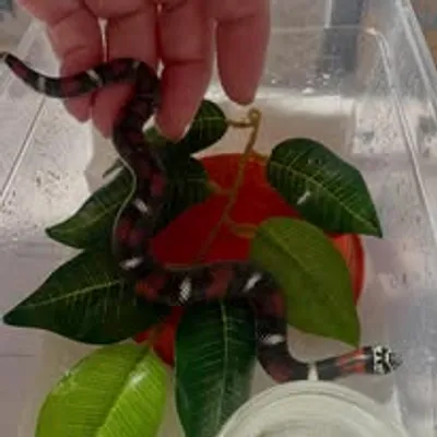 A image of a Tricolour Hognose