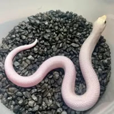 An image of a Western Hognose