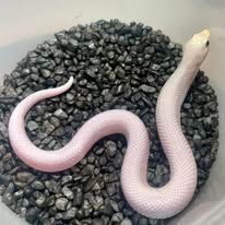 An image of a Western Hognose